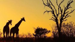 南非需求最大的进口产品是哪些？